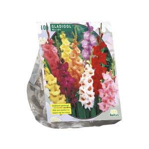 Baltus Gladiolen Gemengd bloembollen per 100 stuks